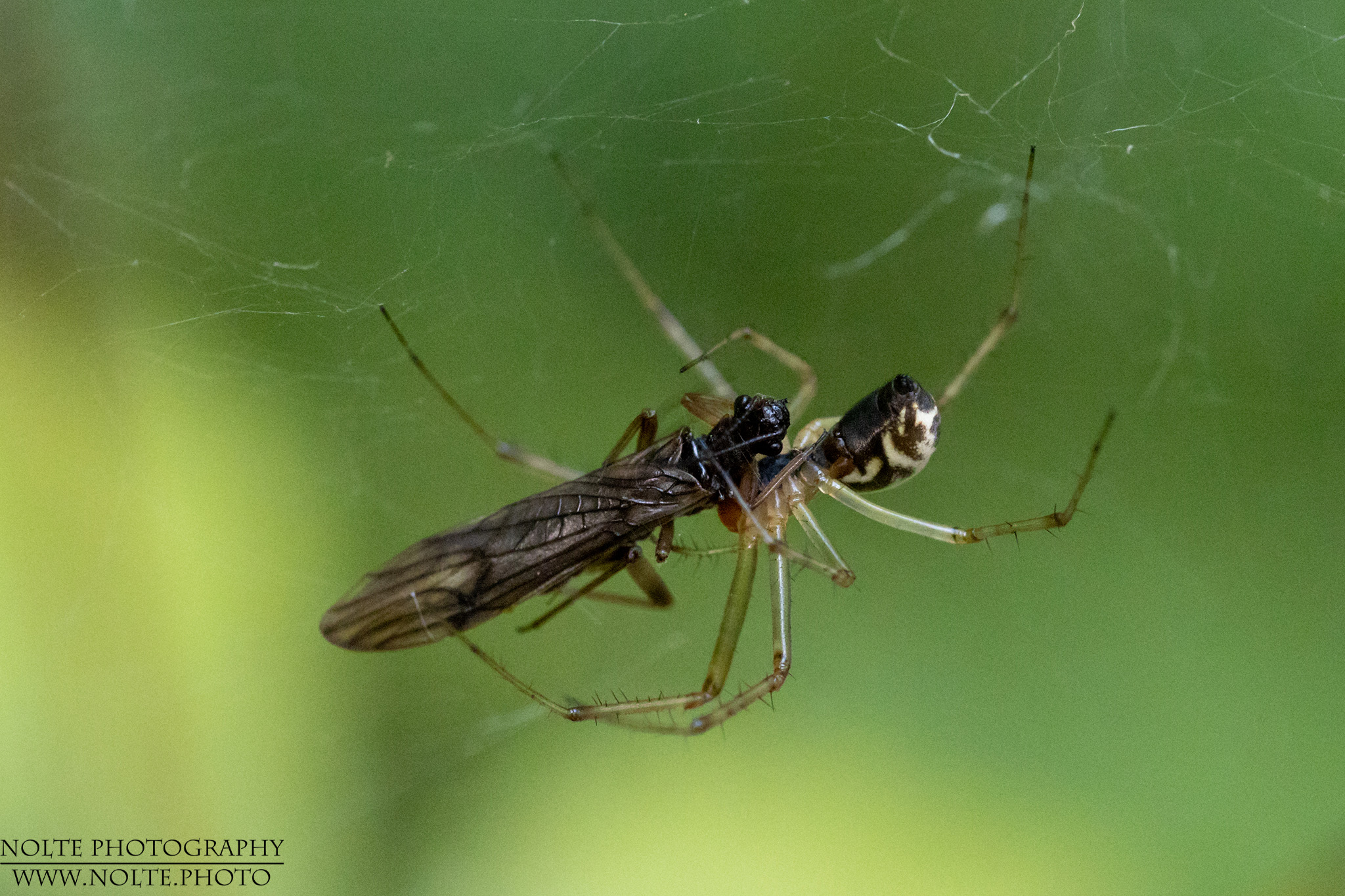 Baldachinspinne mit Beute 2